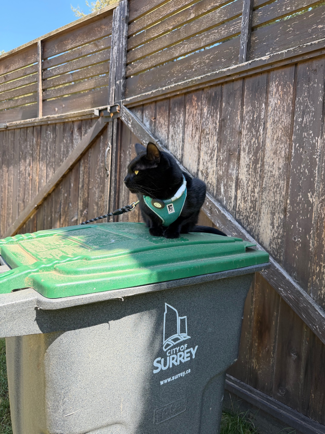 Recent photo of Salem 1