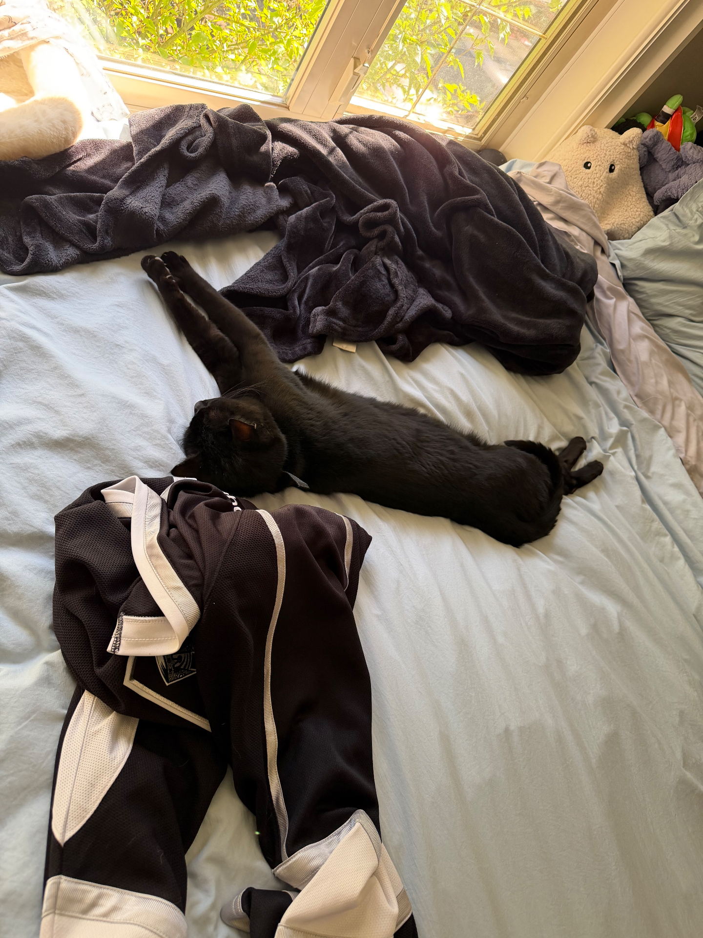 Salem sprawled across the bed in the morning light