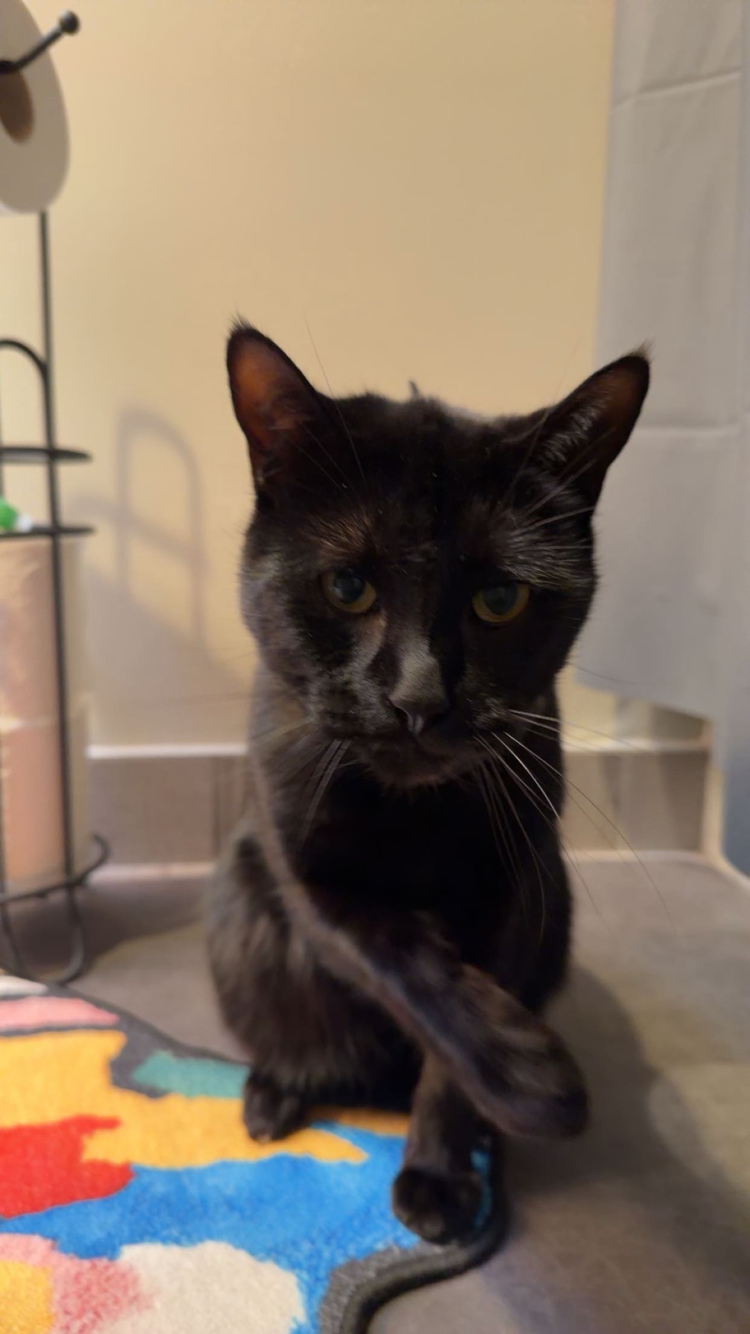 Close-up portrait of Salem sitting with front paws crossed