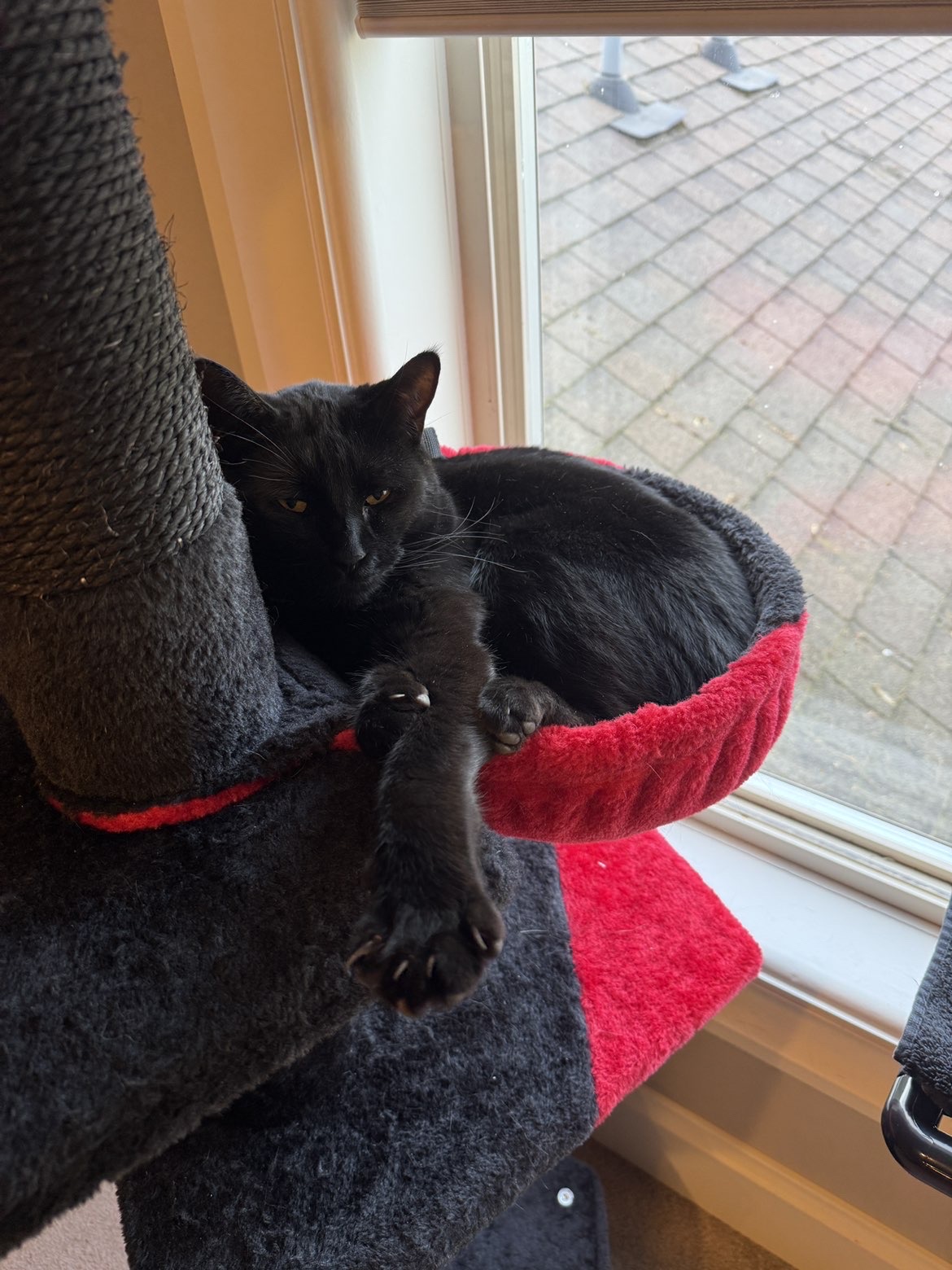 Salem lounging in a red cat tree hammock by the window